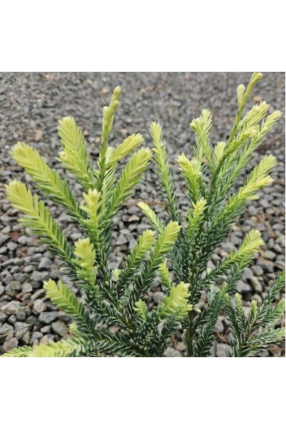 Секвоя вічнозелена Адпресса посадка